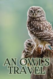 An Owl's Travel