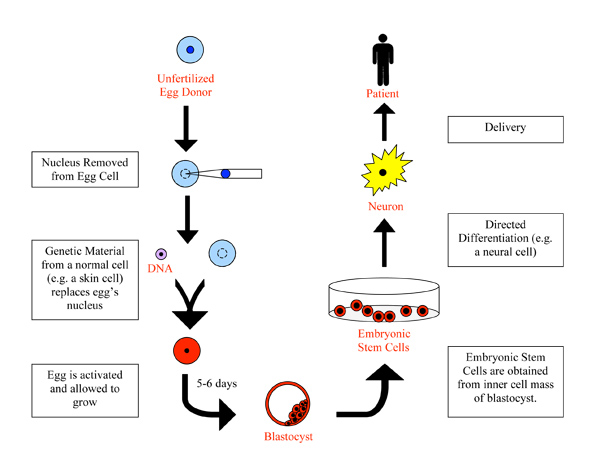 Somatic Nuclear Cell Transfer