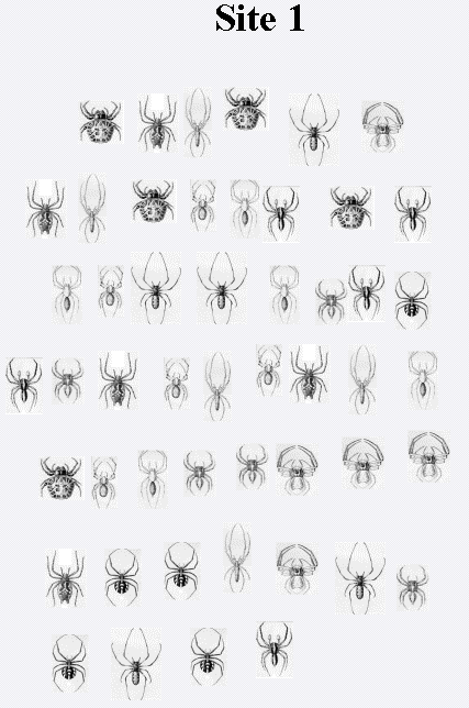 Figure (spider2.png)